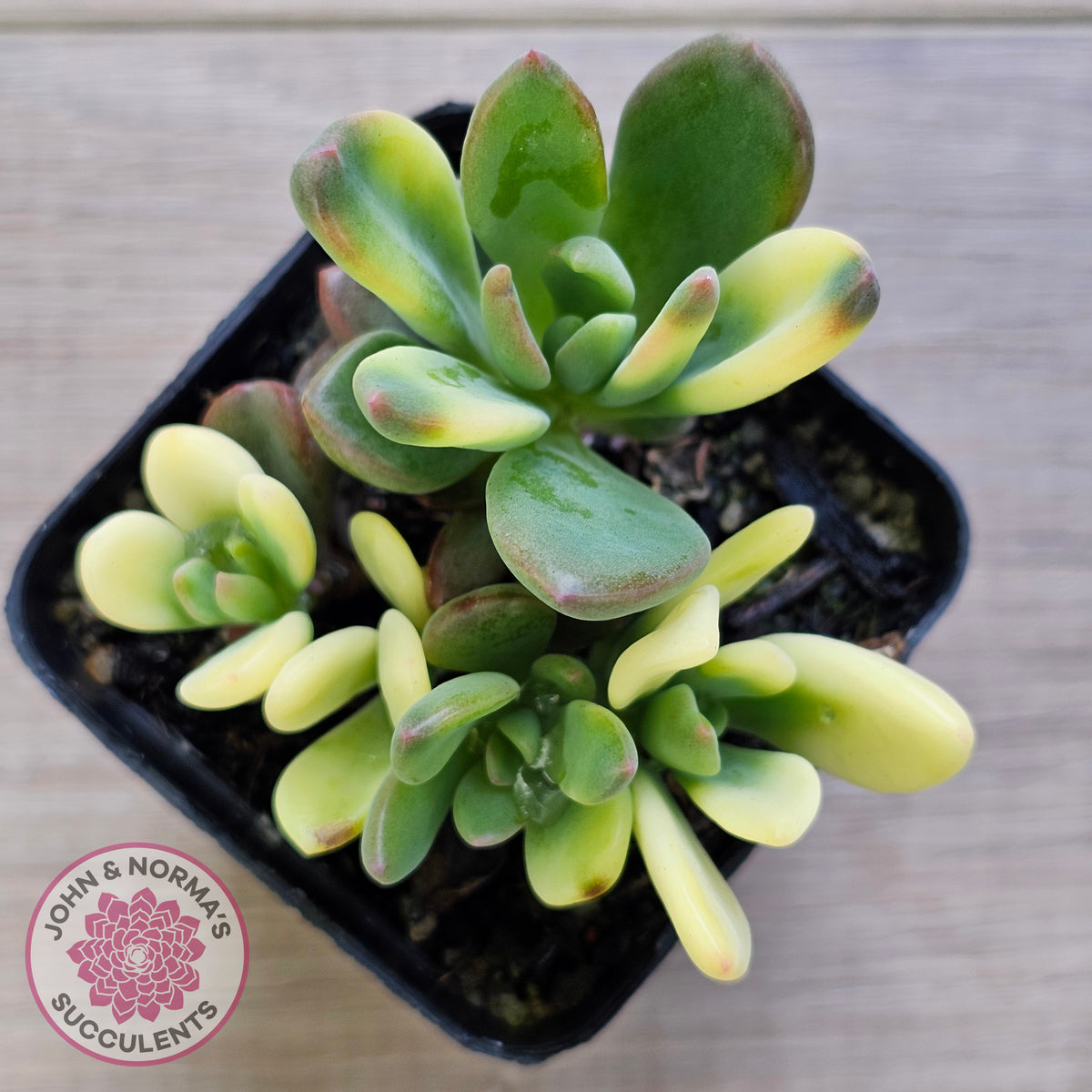 Echeveria manaudes variegated