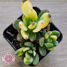Echeveria manaudes variegated