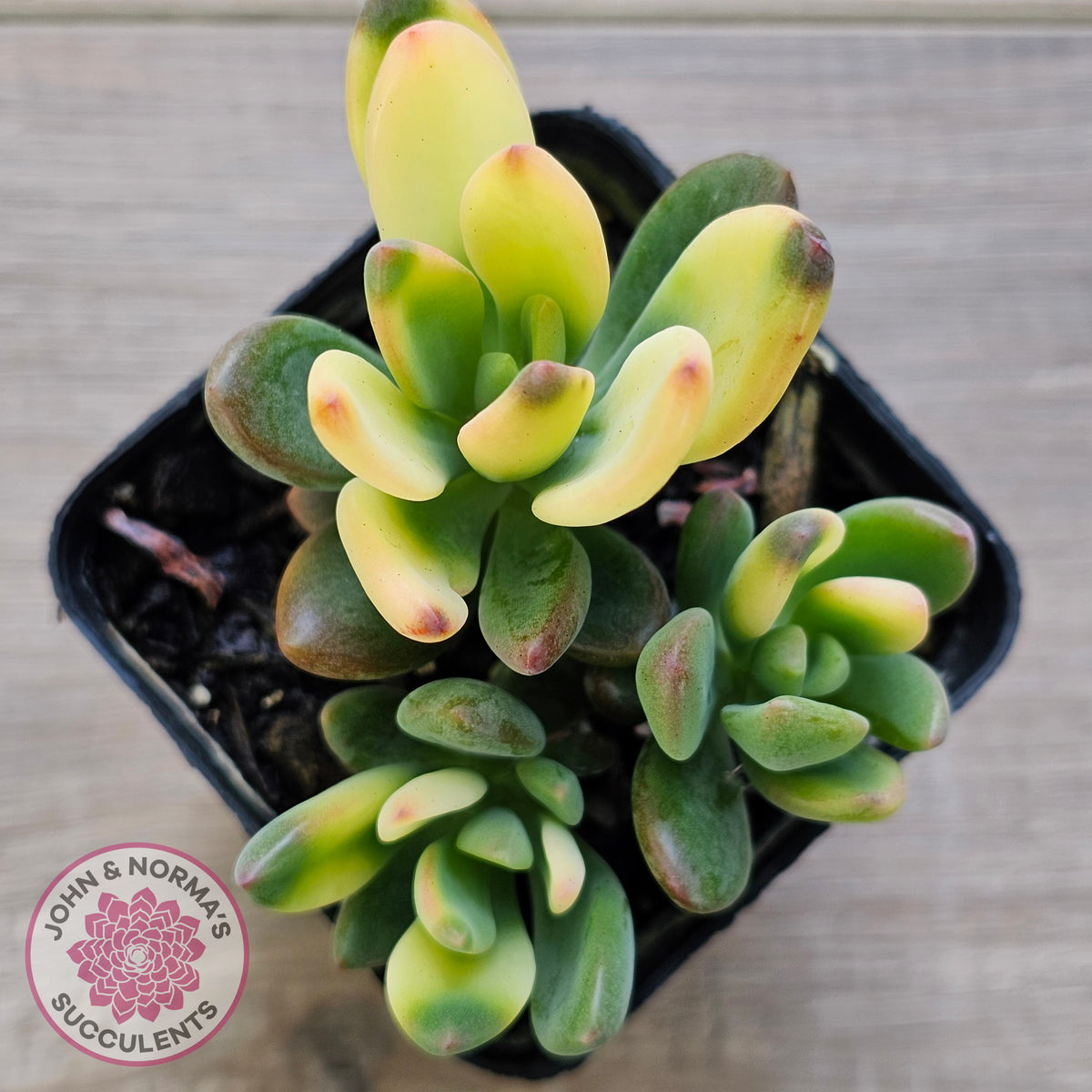 Echeveria manaudes variegated