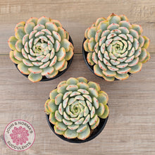 Load image into Gallery viewer, Echeveria minima variegated
