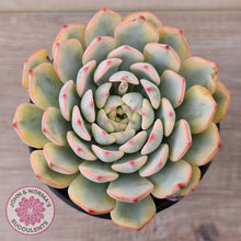 Load image into Gallery viewer, Echeveria minima variegated
