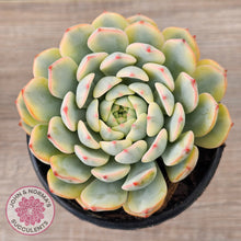 Load image into Gallery viewer, Echeveria minima variegated
