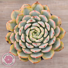 Load image into Gallery viewer, Echeveria minima variegated
