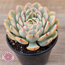 Load image into Gallery viewer, Echeveria minima variegated
