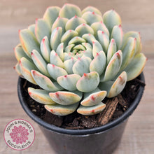 Load image into Gallery viewer, Echeveria minima variegated
