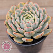 Load image into Gallery viewer, Echeveria minima variegated
