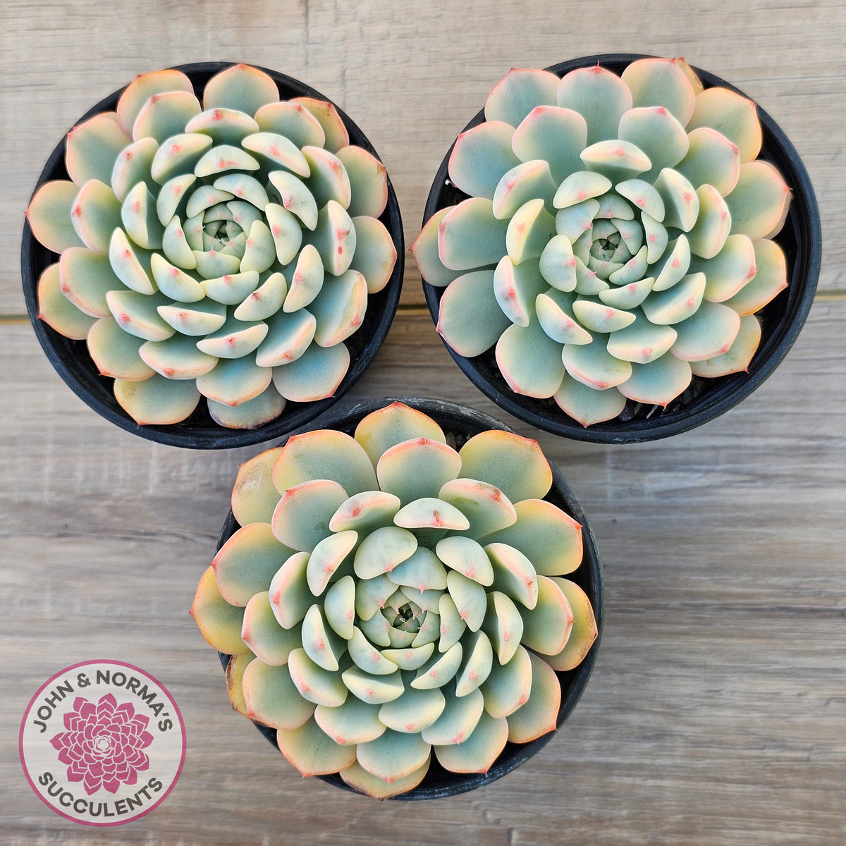 Echeveria minima variegated
