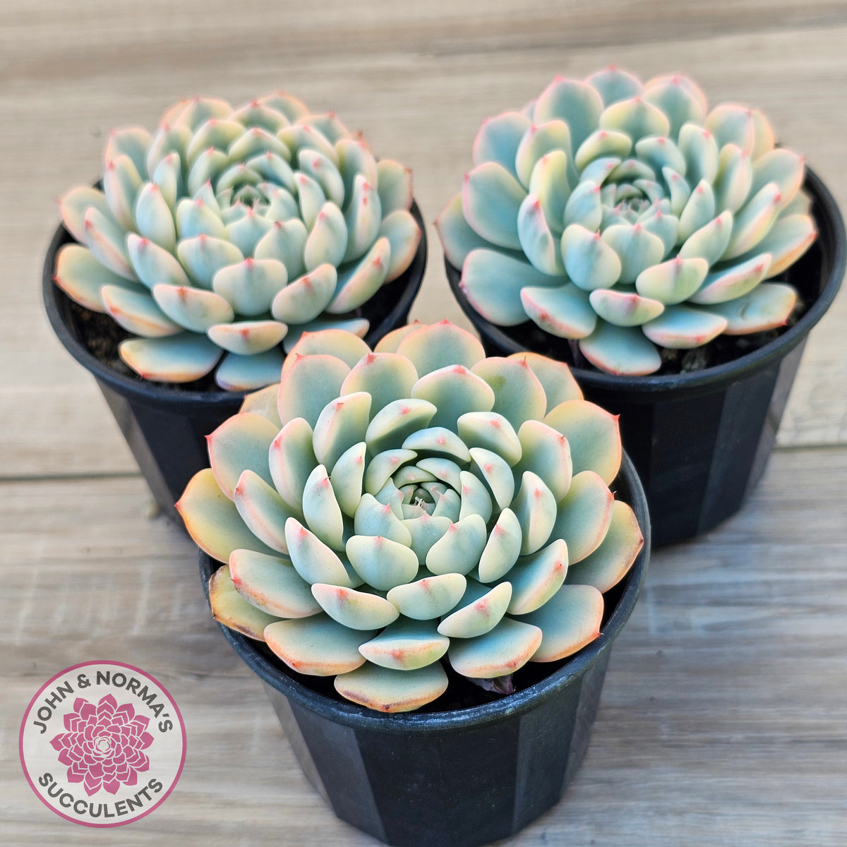 Echeveria minima variegated