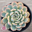 Echeveria minima variegated