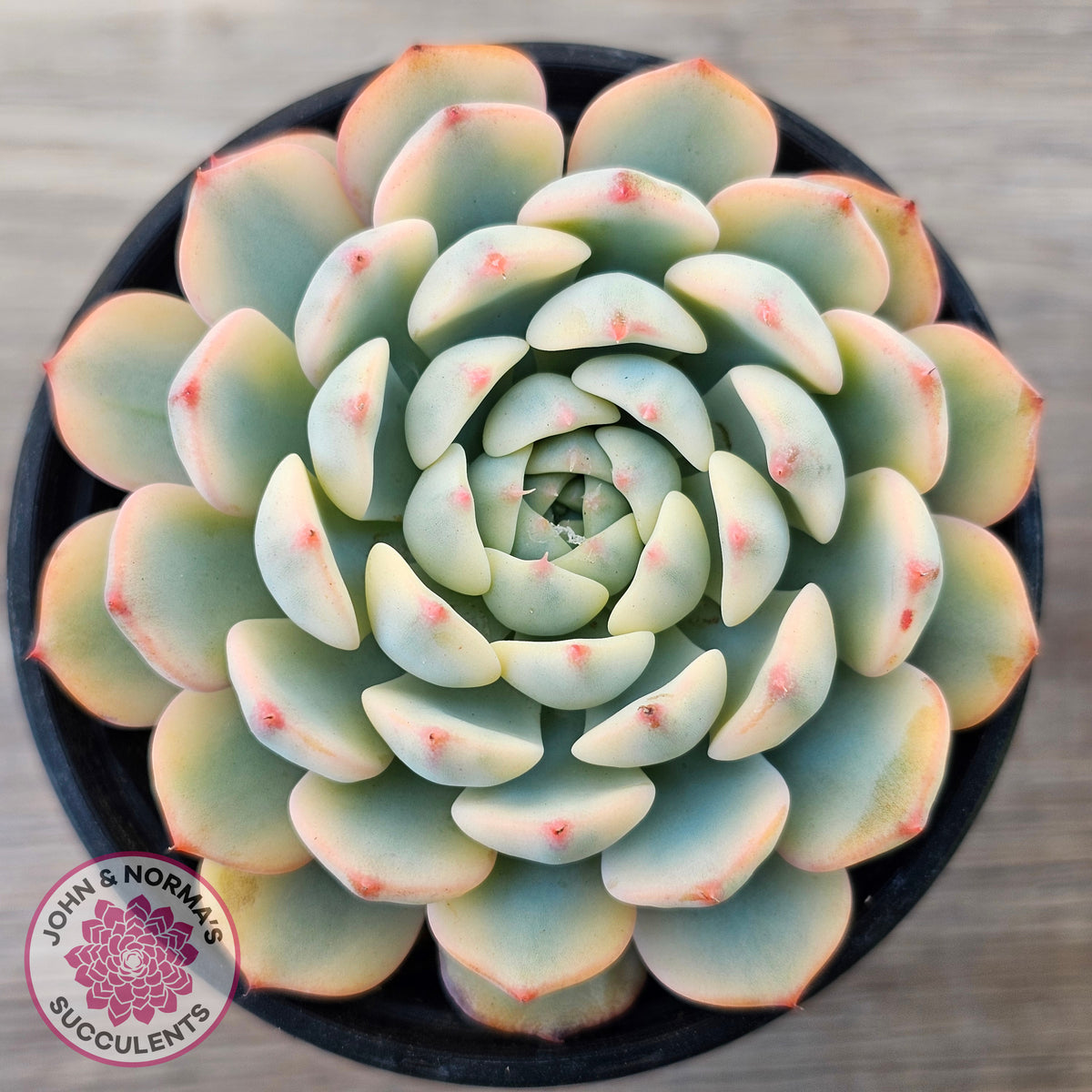 Echeveria minima variegated