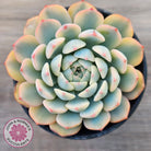 Echeveria minima variegated
