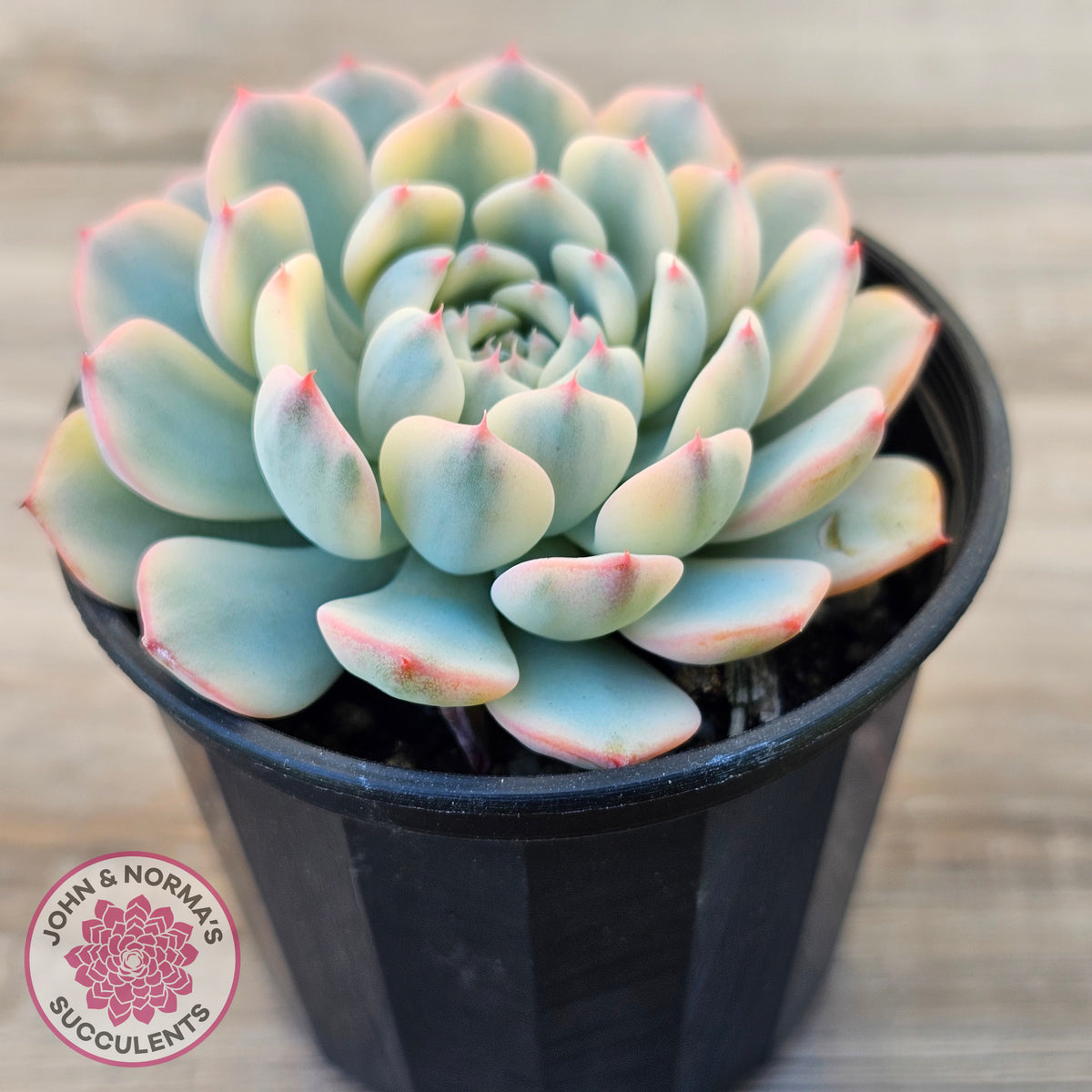 Echeveria minima variegated