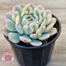 Load image into Gallery viewer, Echeveria minima variegated
