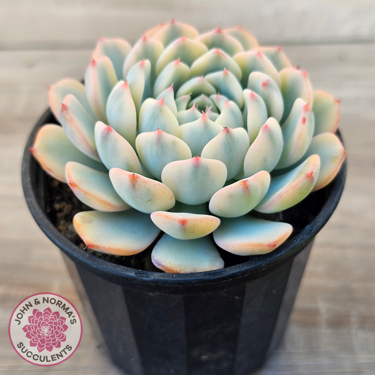 Echeveria minima variegated