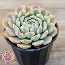 Load image into Gallery viewer, Echeveria minima variegated

