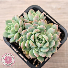 Load image into Gallery viewer, Echeveria prolifica
