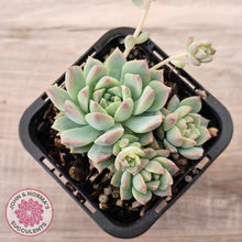 Load image into Gallery viewer, Echeveria prolifica
