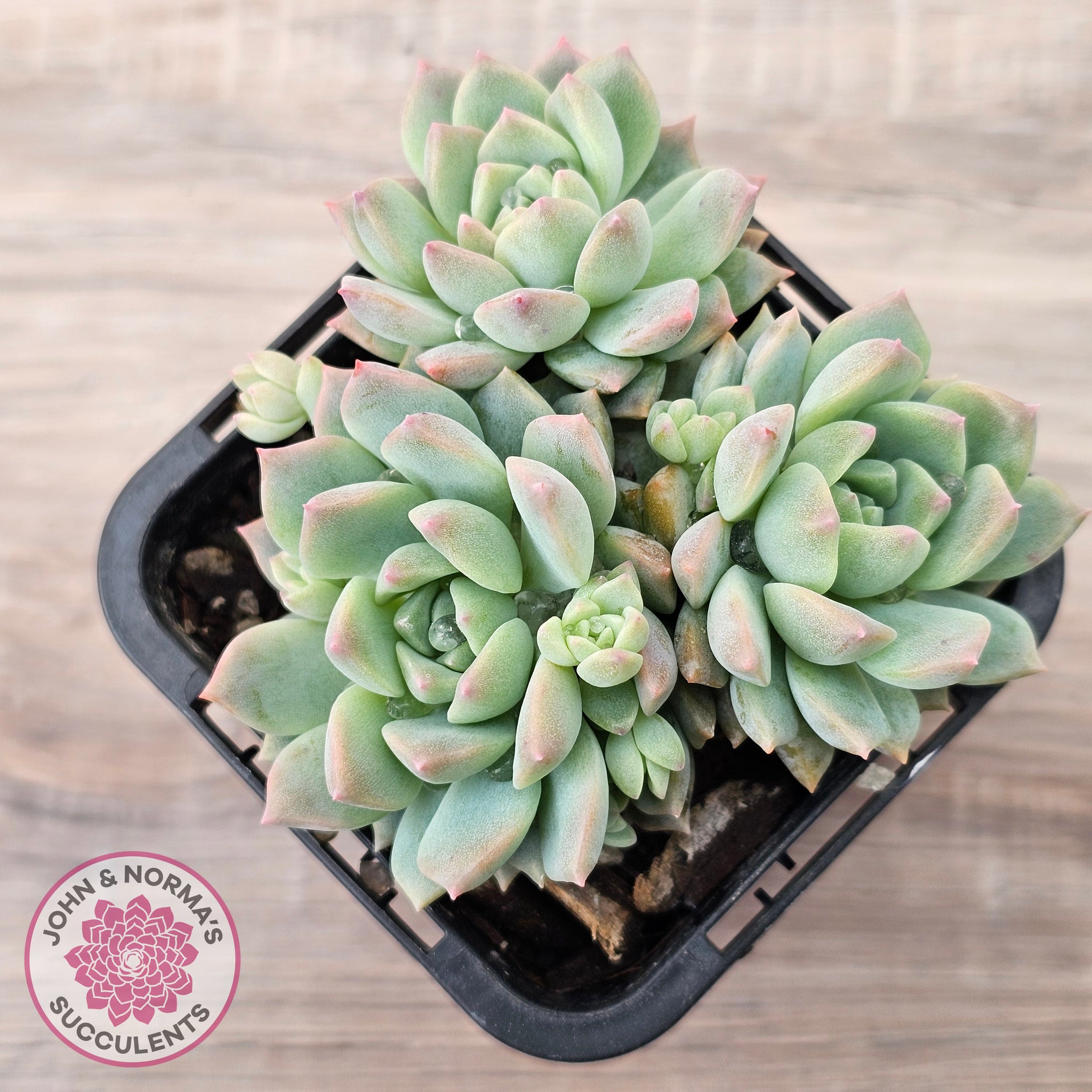 prolific succulents Buy Echeveria prolifica Australia