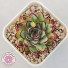 Echeveria pulidonis 'Christmas Bumps'