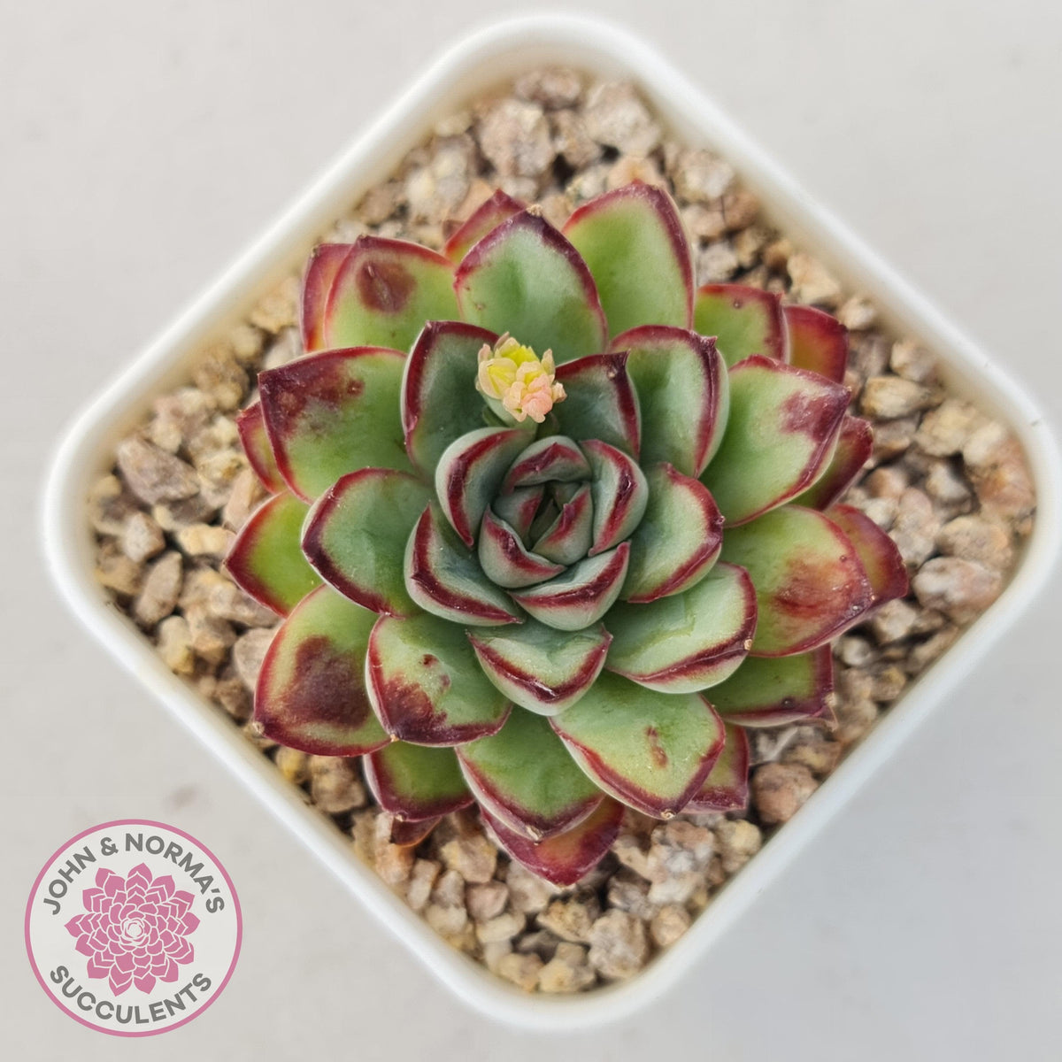 Echeveria pulidonis 'Christmas Bumps'