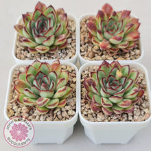 Load image into Gallery viewer, Echeveria pulidonis &#39;Christmas Bumps&#39; - John &amp; Norma&#39;s Succulents Australia
