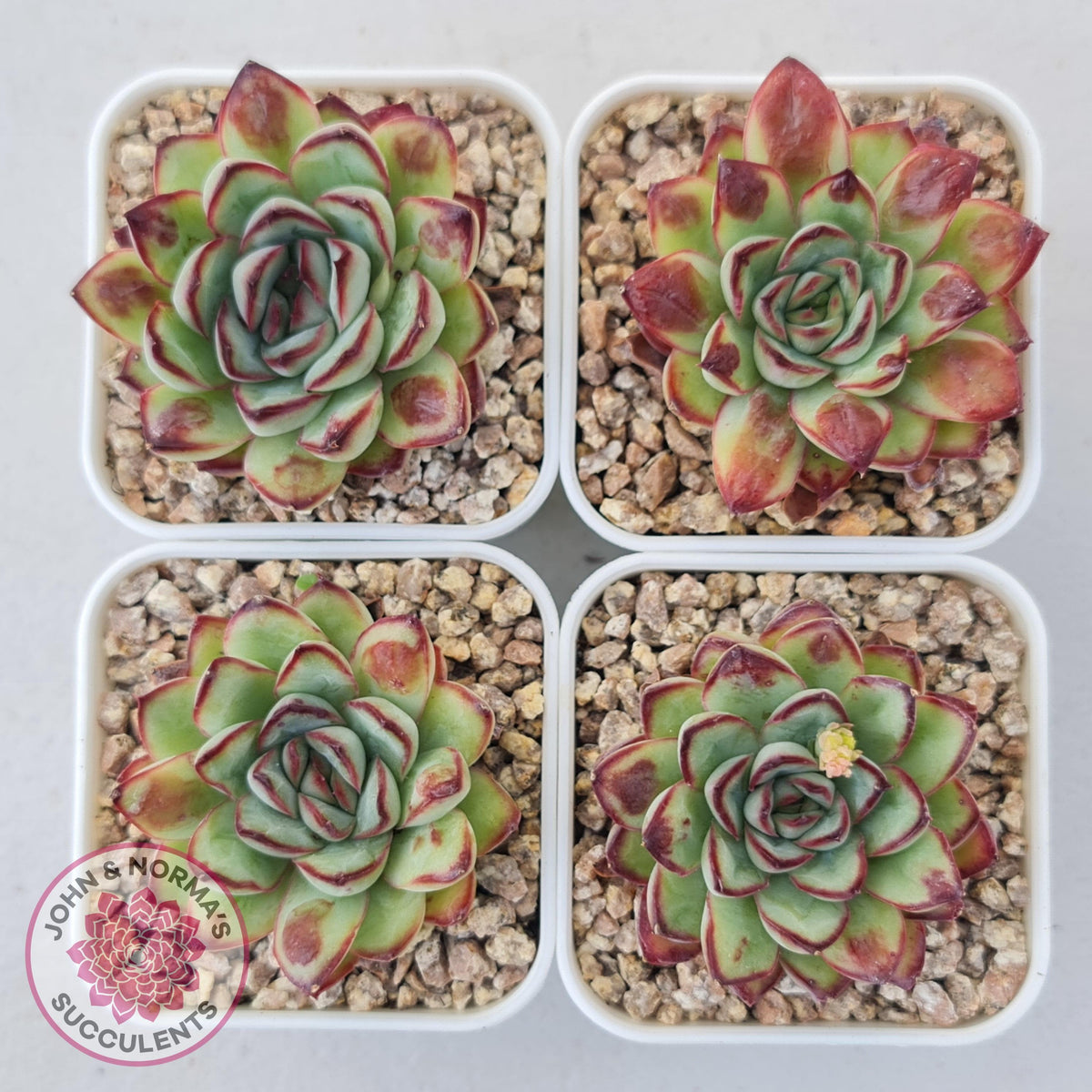 Echeveria pulidonis 'Christmas Bumps'