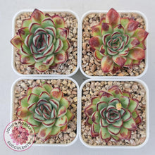 Load image into Gallery viewer, Echeveria pulidonis &#39;Christmas Bumps&#39; - John &amp; Norma&#39;s Succulents Australia
