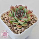 Echeveria pulidonis 'Christmas Bumps'
