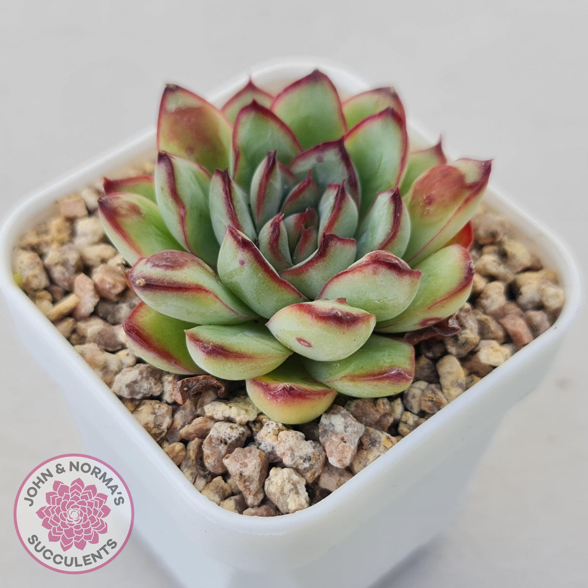 Echeveria pulidonis 'Christmas Bumps'