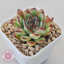 Load image into Gallery viewer, Echeveria pulidonis &#39;Christmas Bumps&#39; - John &amp; Norma&#39;s Succulents Australia
