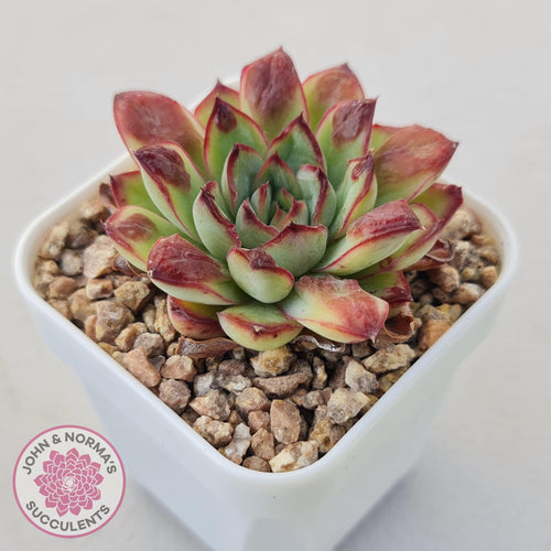 Echeveria pulidonis 'Christmas Bumps' - John & Norma's Succulents Australia