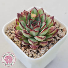 Load image into Gallery viewer, Echeveria pulidonis &#39;Christmas Bumps&#39; - John &amp; Norma&#39;s Succulents Australia
