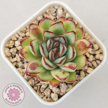 Load image into Gallery viewer, Echeveria pulidonis &#39;Christmas Bumps&#39; - John &amp; Norma&#39;s Succulents Australia
