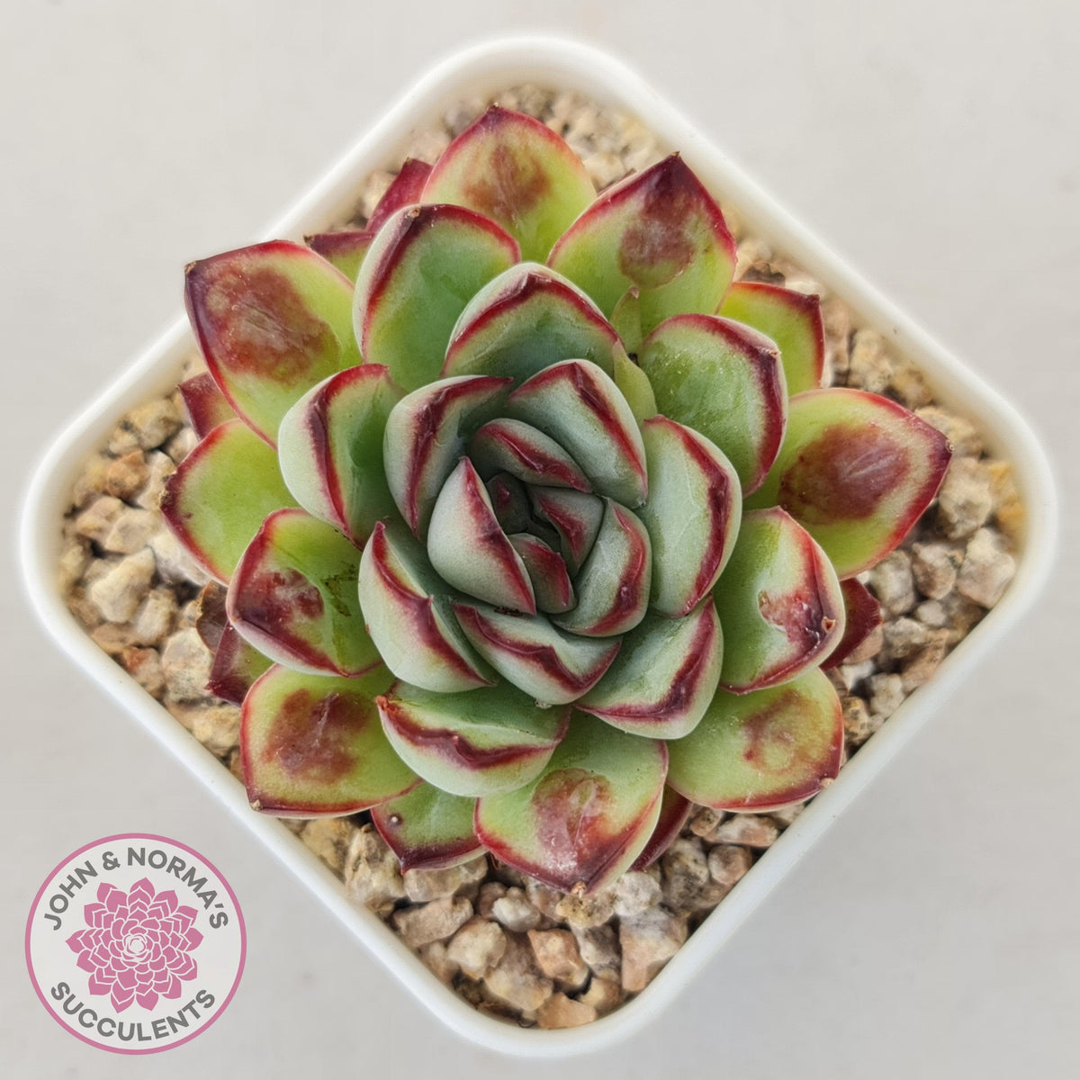 Echeveria pulidonis 'Christmas Bumps'