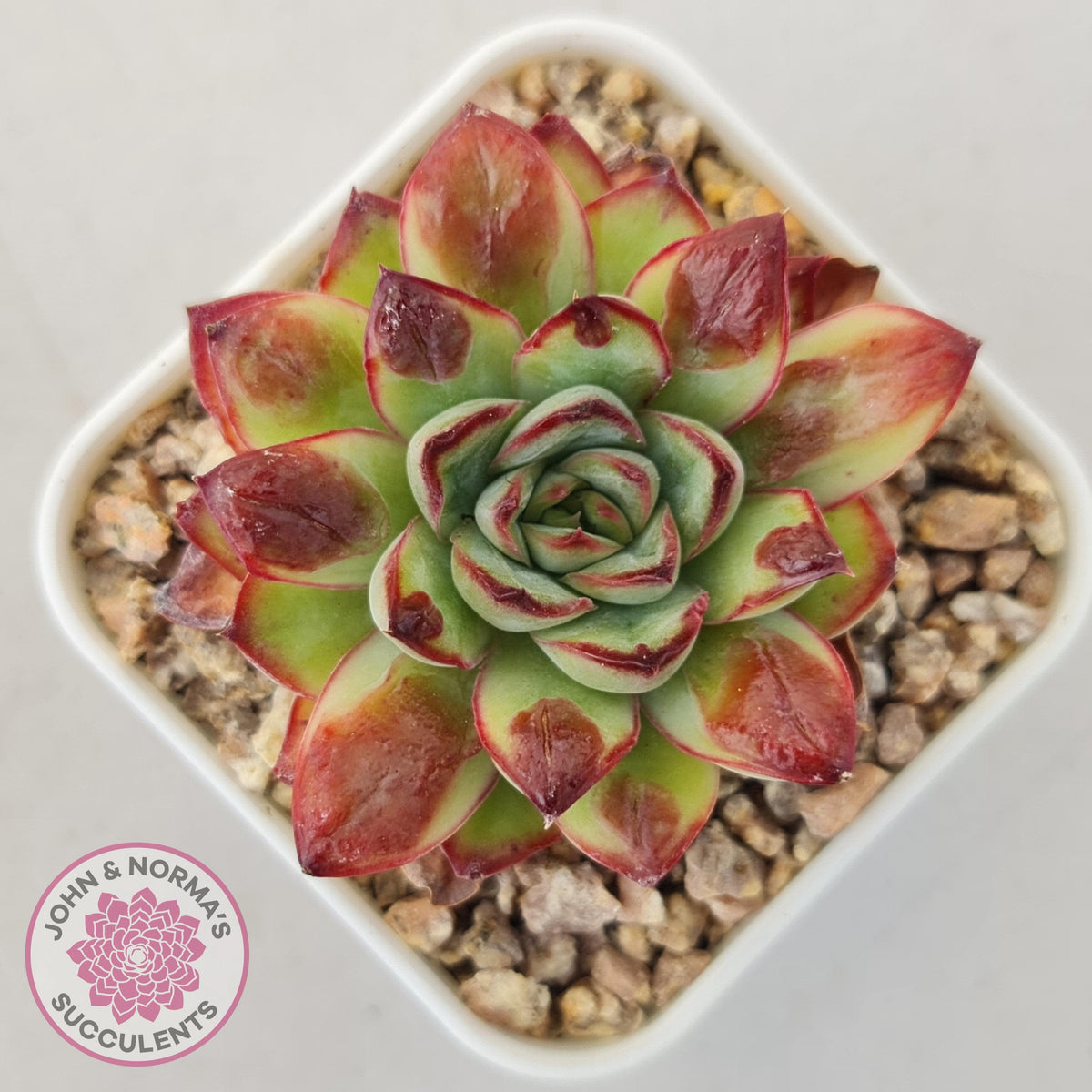 Echeveria pulidonis 'Christmas Bumps'