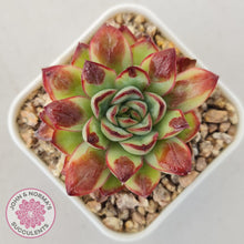 Load image into Gallery viewer, Echeveria pulidonis &#39;Christmas Bumps&#39; - John &amp; Norma&#39;s Succulents Australia
