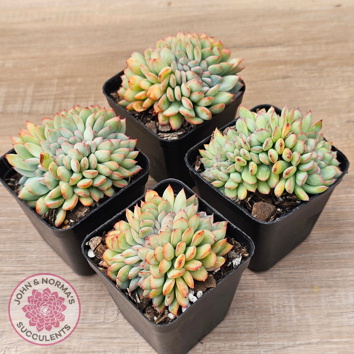 Echeveria pulidonis x lindsayana Crest