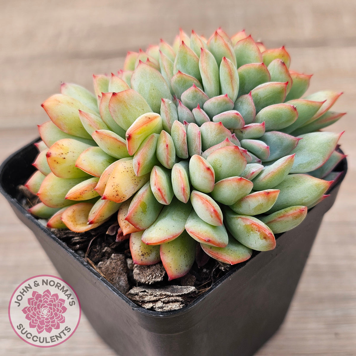 Echeveria pulidonis x lindsayana Crest
