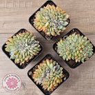 Echeveria pulidonis x lindsayana Crest