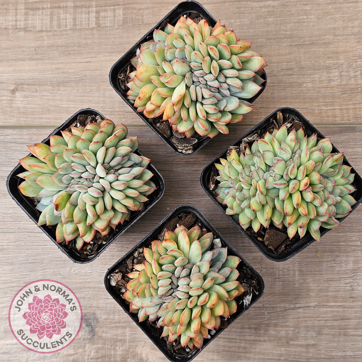 Echeveria pulidonis x lindsayana Crest