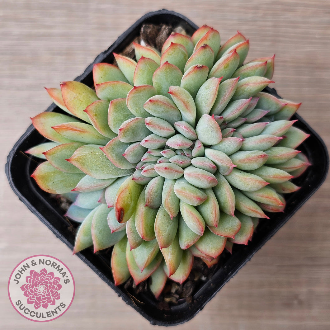 Echeveria pulidonis x lindsayana Crest