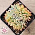 Echeveria pulidonis x lindsayana Crest