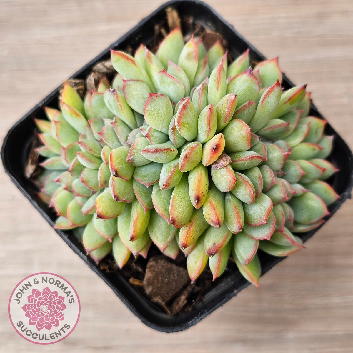 Echeveria pulidonis x lindsayana Crest