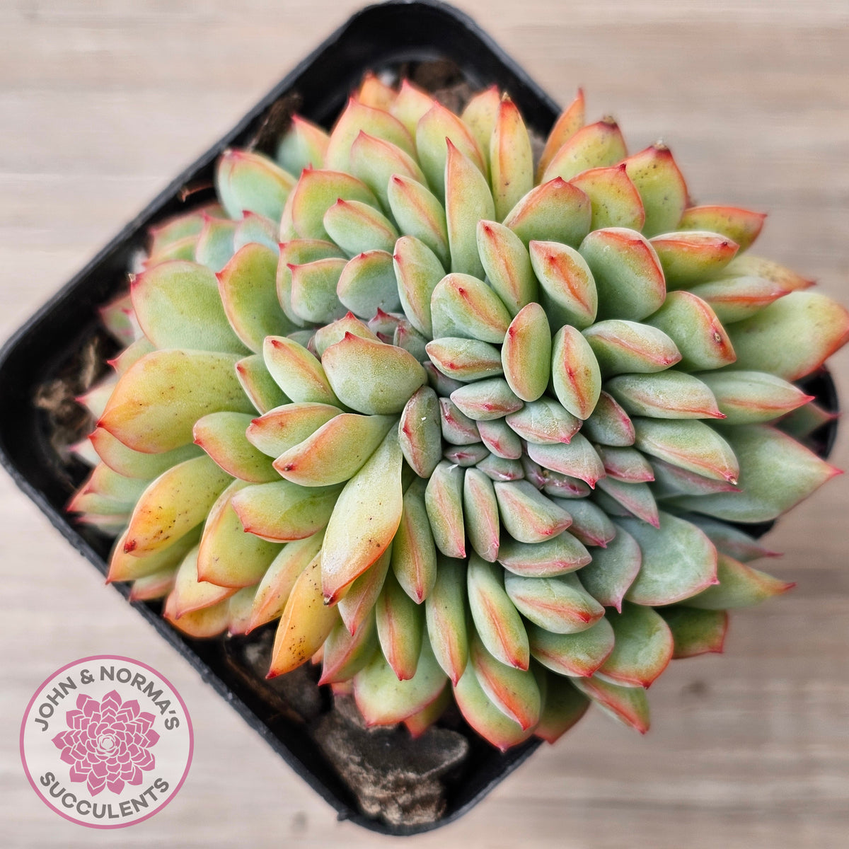 Echeveria pulidonis x lindsayana Crest