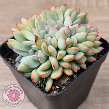 Load image into Gallery viewer, Echeveria pulidonis x lindsayana Crest
