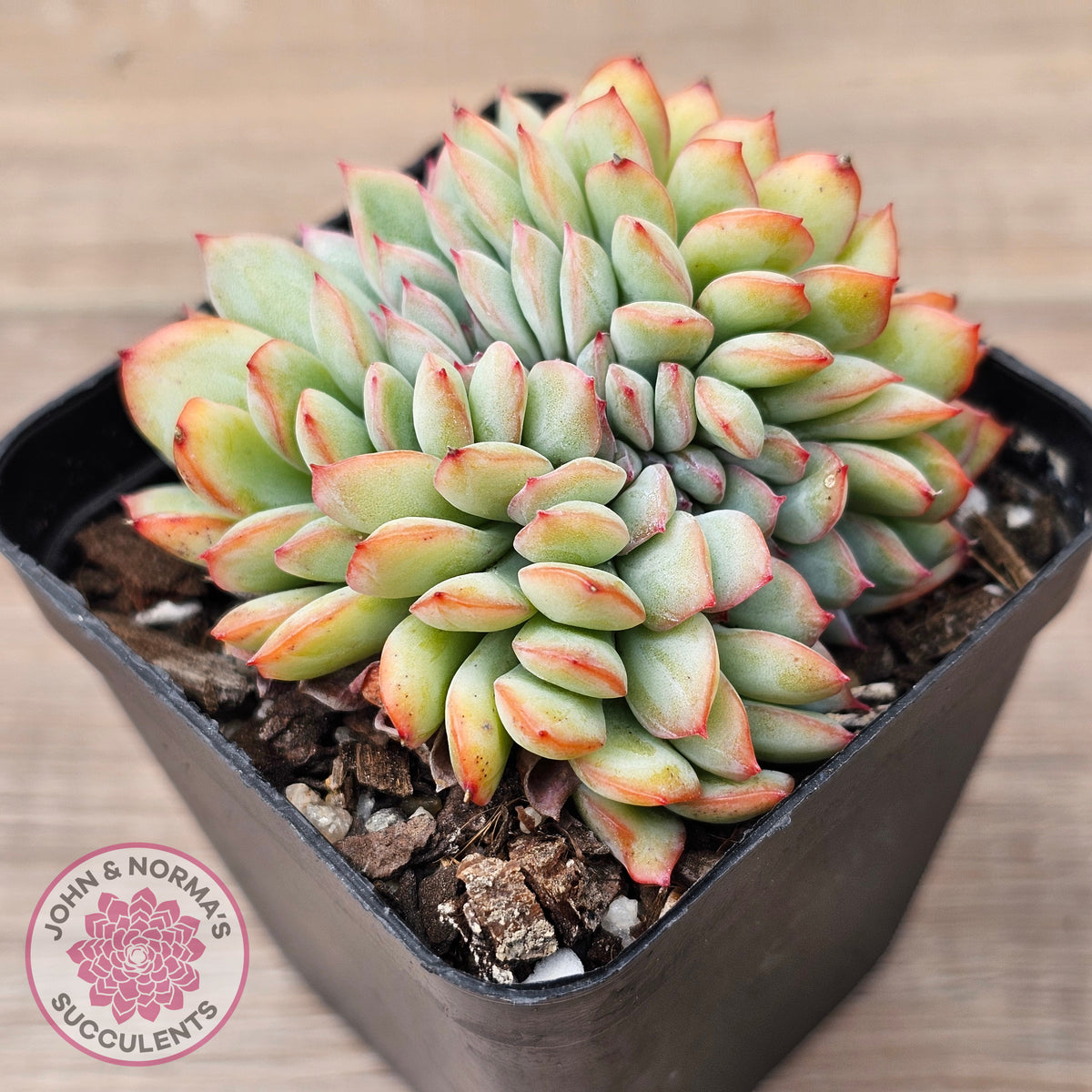 Echeveria pulidonis x lindsayana Crest