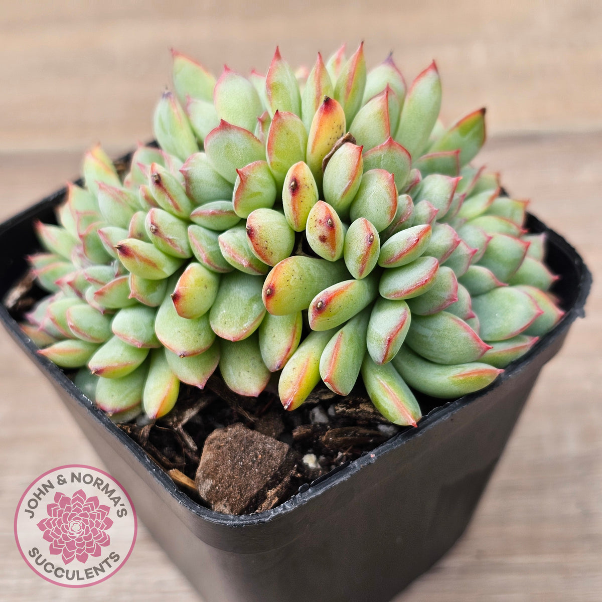 Echeveria pulidonis x lindsayana Crest