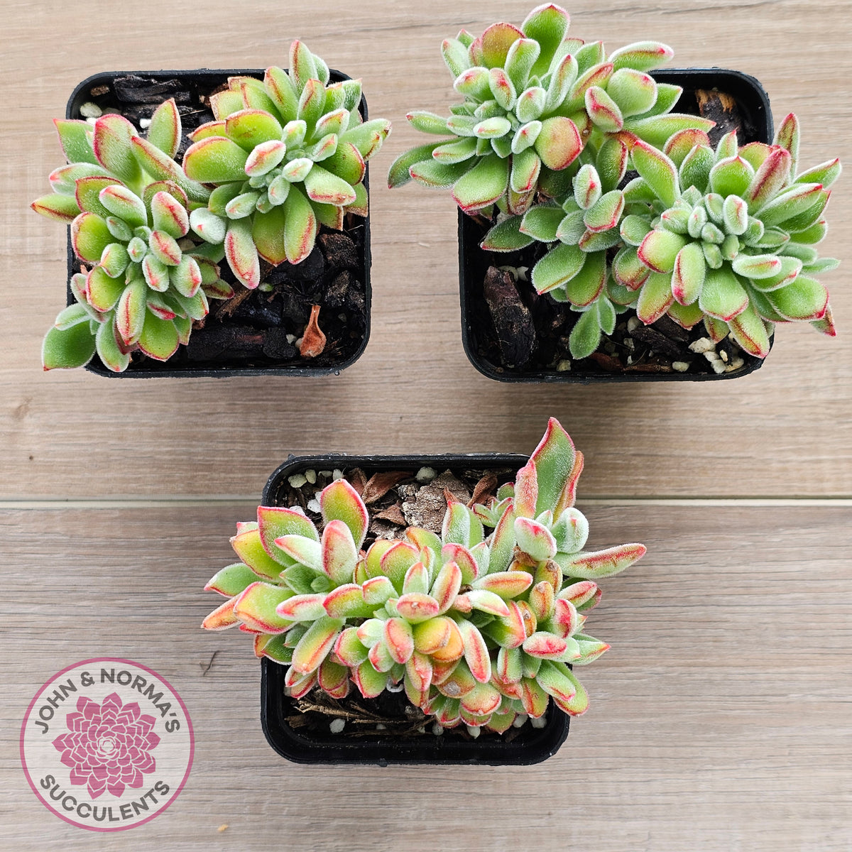 Echeveria pulvinata 'Ruby' Crest