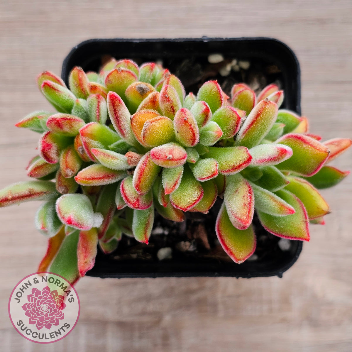 Echeveria pulvinata 'Ruby' Crest