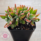 Echeveria pulvinata 'Ruby' Crest